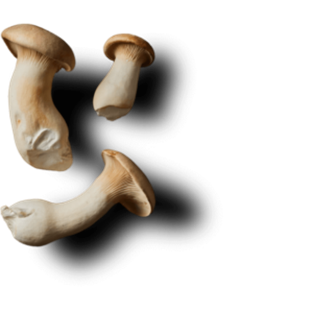 Three mushrooms on a white background