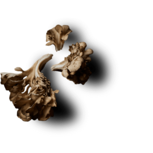 Three dried plant branches on a white background