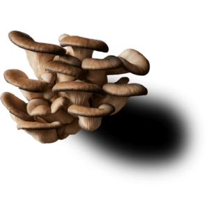 Cluster of brown mushrooms on a white background