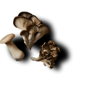 Three different types of mushrooms on a white background