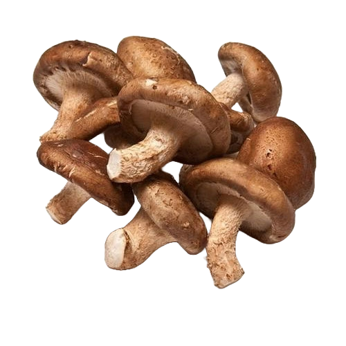 Cluster of brown mushrooms on a white background